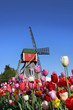 Tulip gardens Tulip gardens