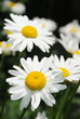 White Daisy flowers White Daisy flowers