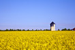 yellow rape field in spring yellow rape field in spring