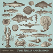 Vector: vector set: vintage fish, shell and seafood illustrations vector set: vintage fish, shell and seafood illustrations