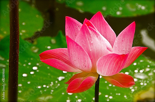 Photo: beatiful pink lotus beatiful pink lotus
