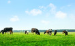 Cows