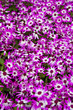 Purple Flowers
