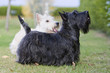 deux terriers d'Ecosse de profil deux terriers d'Ecosse de profil