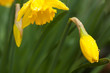 Yellow daffodil