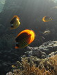 Evening on the reef