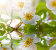 White anemone in water White anemone in water