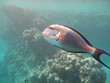 Surgeon fish
