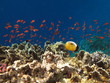 Reef fish