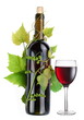 Bottle of wine in the vine on a white background
