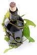 Bottle of wine in the vine on a white background