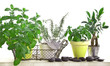 Herbes aromatiques en pots, fond blanc Herbes aromatiques en pots, fond blanc