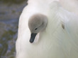 Cygnet