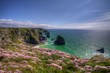 spring flowers on cliffs