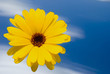 blüte blüte