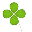 clover