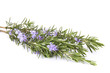 Rosemary, Rosmarin