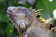 iguana iguana