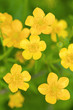 buttercup