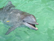 Dolphin Smile