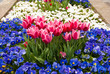 Pink tulips and blue pansy flowers on flowerbed Pink tulips and blue pansy flowers on flowerbed