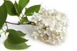 lilas