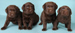 Labrador puppies
