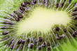 Kiwi Makro