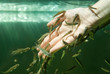 Hand in water with fishes (Fish spa for skin care)