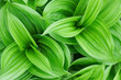 Beautiful green plant close up Beautiful green plant close up