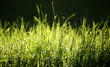 grass