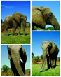 éléphants