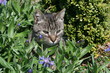 Katze im Blumenbeet