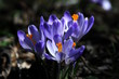 Foto: Krokus - Gruß Frühling Krokus - Gruß Frühling