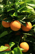 orange tree
