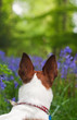 Jack Russell terrier exploring some bluebell woods
