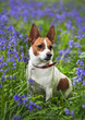 Jack Russell terrier among bluebells