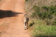 Cheetah - Gepard