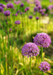 Allium abstract Allium abstract