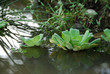 Lattuga acquatica - (Pistia stratiotes)