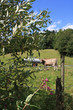 cow on a summer meadow ©