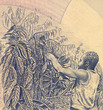 Coffee Harvesting