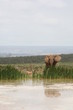 Elefant