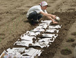 sowing seeds under newspapers because of very sunny weather