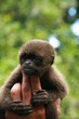 monkey and  fingers