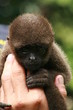 monkey and  fingers