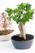 two bonsai trees