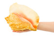 Hand and sea shell