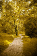 Golden colorized Garden path , emotional landscape Golden colorized Garden path , emotional landscape