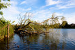 Tree falling on water against a blue and slightly cloudy sky Tree falling on water against a blue and slightly cloudy sky